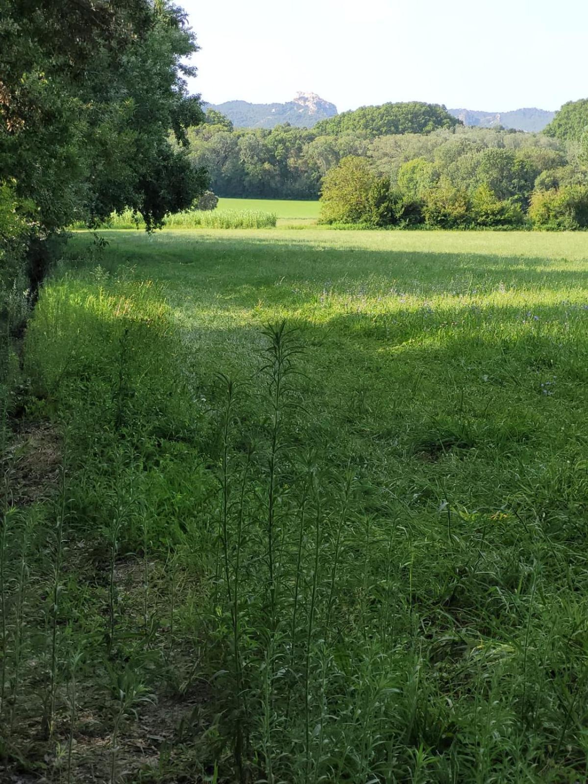 Eden - Campagne Avec Piscine Commune * Eyragues